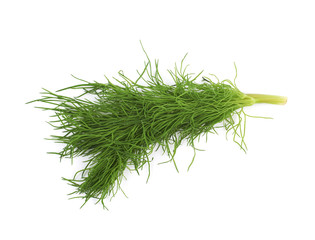 Dill herb isolated