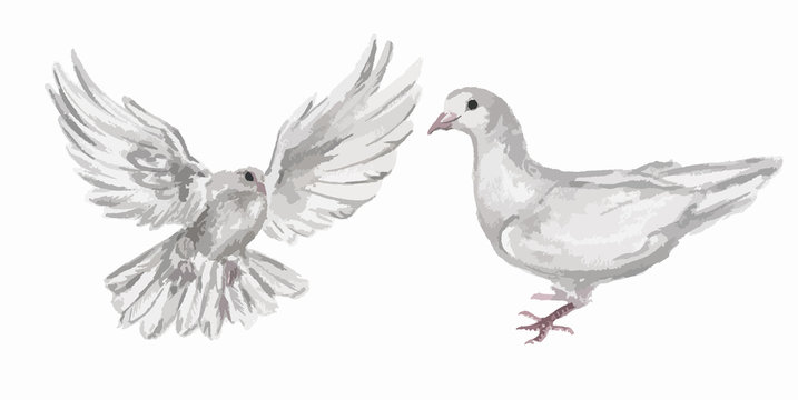 Watercolor dove set. White pigeon symbol of love , piece and freedom. Beautiful creaturesfor lovely art and decoration.