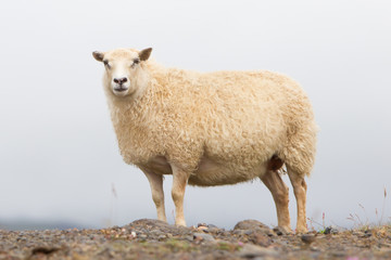 Single Icelandic sheep