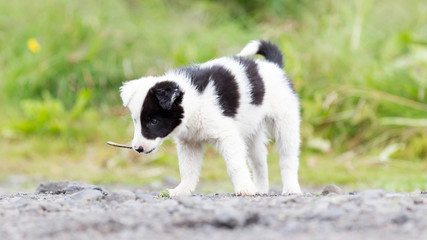 Naklejka na ściany i meble Border Collie puppy on a farm, playing with a small stick