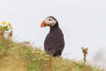 Colorful Puffin isolated in natural environment