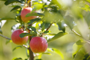 Red apples in a garden