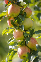 Green apples in a garden