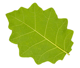 Single lush green leaf back side closeup with isolated white bac
