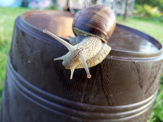 Snail. Close-up