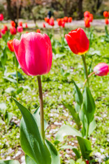 Beautiful Tulips