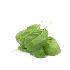 Pile of basil leaves isolated