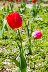 Beautiful Tulips