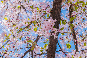 Cherry blossoms at the Hirosaki Castle Park