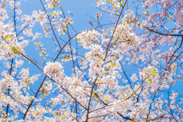 Cherry blossoms at the Hirosaki Castle Park