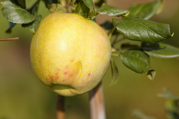 Green apples in a garden