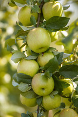 Green apples in a garden