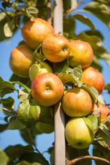 Red apples in a garden