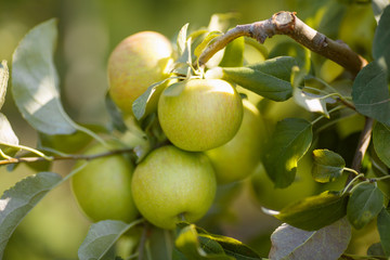 Green apples in a garden