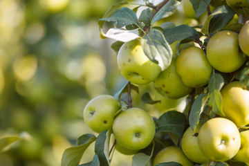 Green apples in a garden