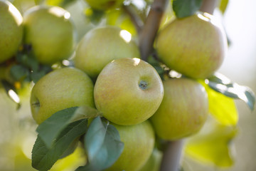 Green apples in a garden