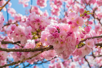 Cherry blossoms at the Hirosaki Castle Park