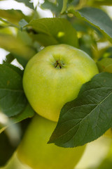 Green apples in a garden