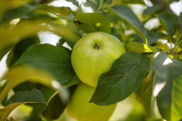 Green apples in a garden