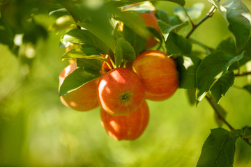 Red apples in a garden