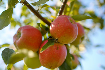 Red apples in a garden