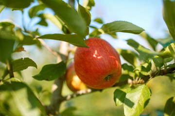 Red apples in a garden