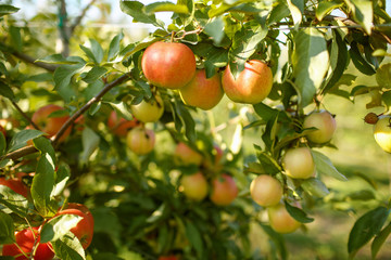 Red apples in a garden