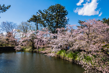 Cherry blossoms at the Hirosaki Castle Park