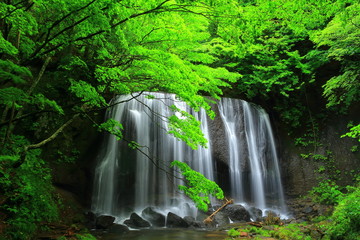 Fototapeta premium 夏の達沢不動滝