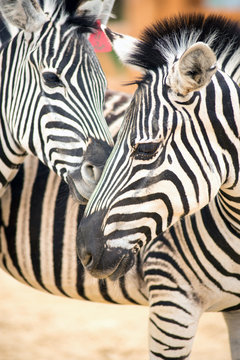 Two Zebras