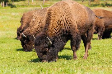 American bison (Bison bison) simply buffalo