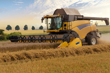 Yellov harvester on field harvesting gold wheat