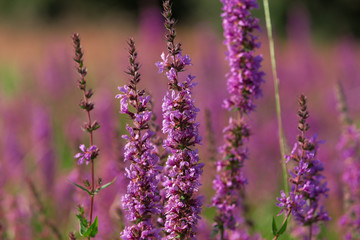 Tall pink  flowers in summer meadow