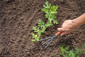 Watermelon plants with flowers and ground. Tool weeding watermelon furrow in the greenhouse.