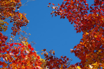 紅葉のフレーム