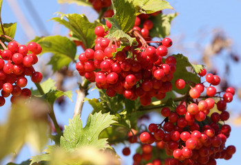 Fototapeta premium Red viburnum against the blue sky