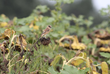 A little bird that sits on a sunflower and looking back