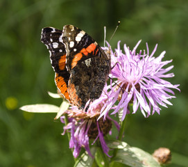 Bright butterfly on a pink flower
