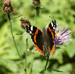 Bright butterfly on a pink flower
