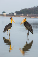 painted storks in Chonburi 