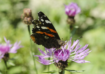 Bright butterfly on a pink flower
