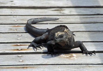 Marine iguana Galapagos on bridge