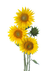 Obraz premium Three sunflowers isolated on a white background