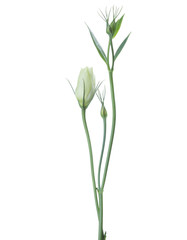 Branches  of eustoma with buds isolated on white.