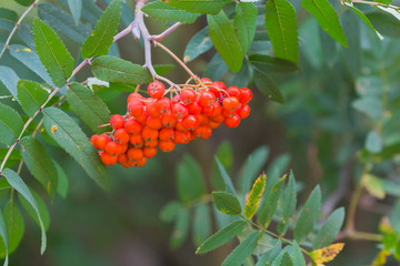 The rowan berry bunch