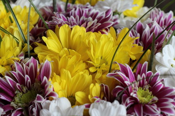 multicolored chrysanthemum