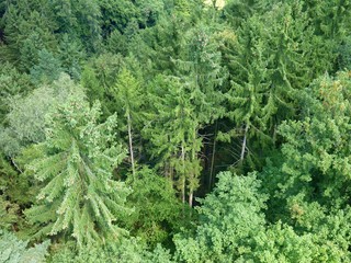 aerial view of a green forest