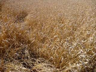 golden wheat field ready to be harvested