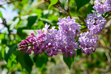 Lilac blooms.Lilac blooms. A beautiful bunch of closeup. Flowering. Bush Bloom. flowers in the garden.