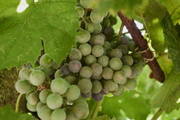 Grape cluster